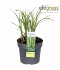 Miscanthus