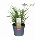 Panicum
