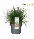 Pennisetum