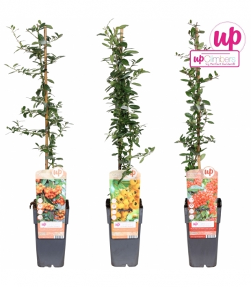 Pyracantha