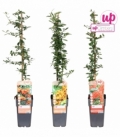 Pyracantha