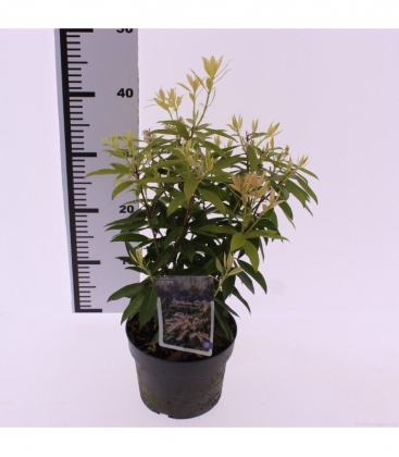 Pieris