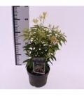 Pieris