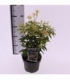 Pieris