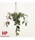 Aeschynanthus
