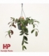 Aeschynanthus