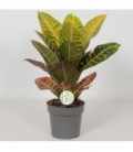 Codiaeum