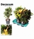 Croton