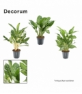 Aglaonema