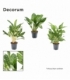 Aglaonema