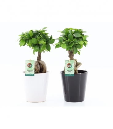Ficus