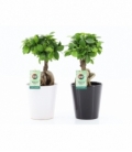 Ficus