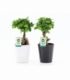Ficus