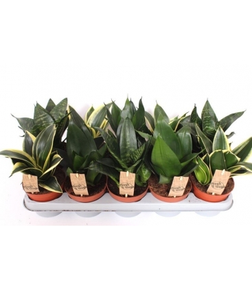 Sansevieria