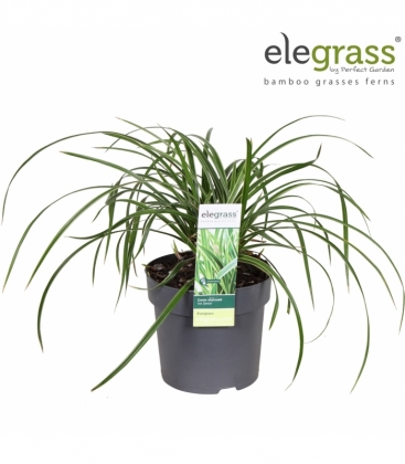 Carex