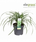 Carex