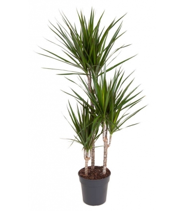 Dracaena