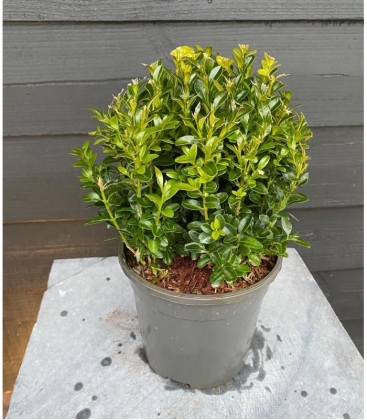 Buxus