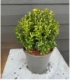Buxus
