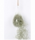 Tillandsia