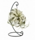 Tillandsia