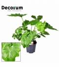 Philodendron