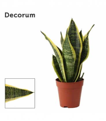 Sansevieria