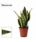 Sansevieria