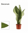 Sansevieria