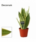 Sansevieria