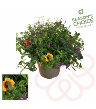 Beddingplants