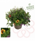 Beddingplants
