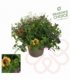 Beddingplants