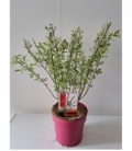 Salix