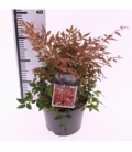 Nandina