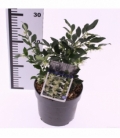 Sarcococca