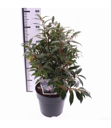 Sarcococca