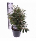 Sarcococca