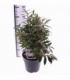 Sarcococca