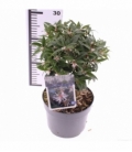 Sarcococca