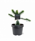 conifers