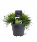 Juniperus