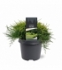 Juniperus