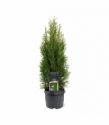 Thuja