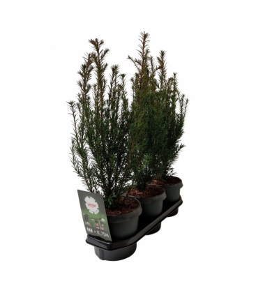 Taxus