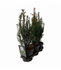 Taxus