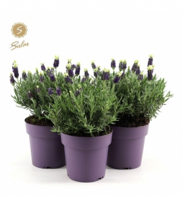 Lavandula