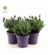 Lavandula