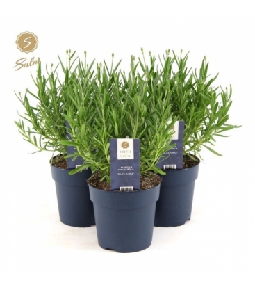 Lavandula
