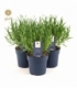 Lavandula